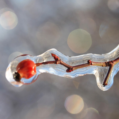 Ein Beerchen am Ast ummantelt mit Eis