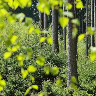 Schön ist (die Welt) der Wald